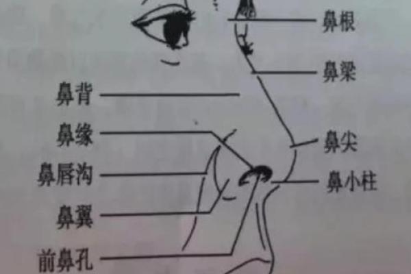 面相解析：鼻子大勾，财运亨通的秘密