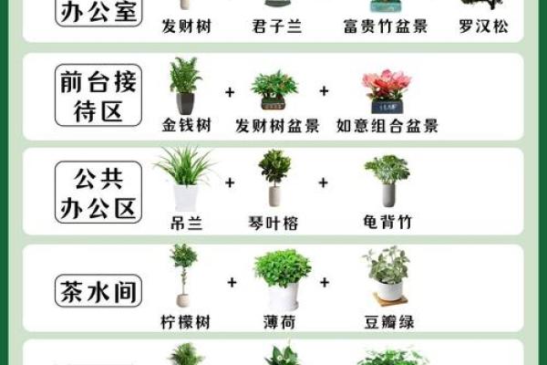 植物风水宝典：办公室绿植布局，助你事业腾飞