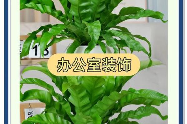 植物风水宝典：办公室绿植布局，助你事业腾飞
