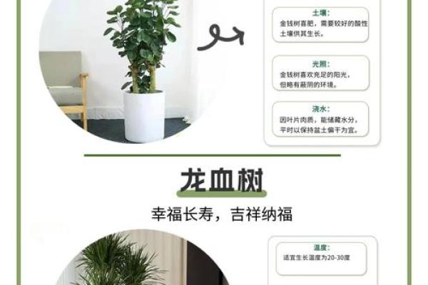 风水大师力荐：这些绿植让你财运亨通又旺家气