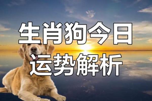 属狗的人今天的运势如何
