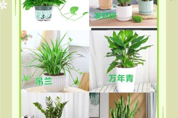 绿意盎然，风生水起——餐厅风水植物摆设秘籍