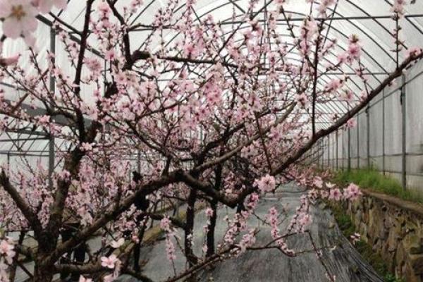 环境风水学在养殖业中的应用与影响