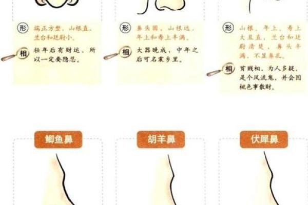 鼻如悬胆，运势亨通：揭秘鼻子形状的神奇面相密码！