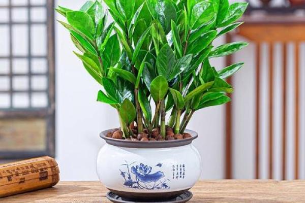 家居风水招财秘法大公开，助你财源滚滚来！