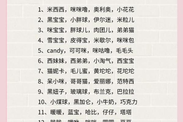 猫咪起名攻略：热门男猫名字大盘点