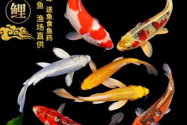 金鱼风水大师亲荐！招财金鱼苗，助你事业腾飞！