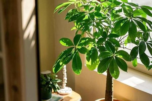家居风水新潮流：假植物摆设，打造生机盎然好运势