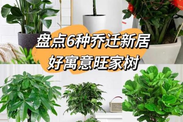 电白家居风水秘术，让你拥有旺家好运！