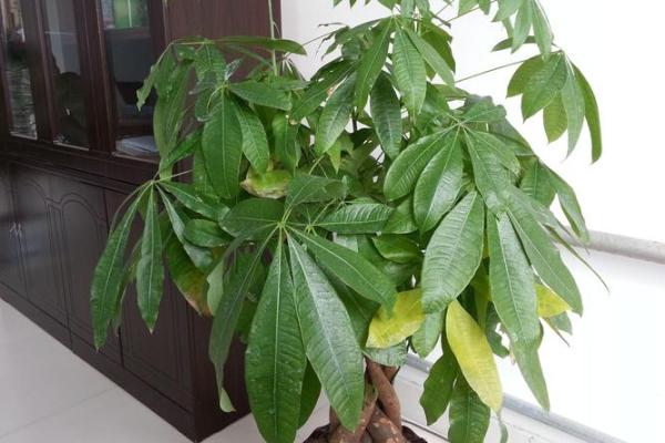 家中摆什么植物最旺财？风水大师推荐壮阳植物大公开！