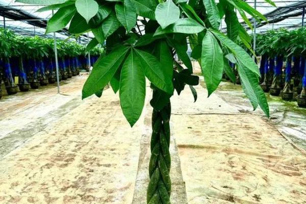 家中摆什么植物最旺财？风水大师推荐壮阳植物大公开！