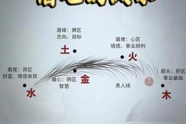 眉毛在面部风水学中的重要性与影响