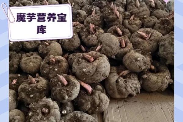 魔芋公司起名技巧与创意指南