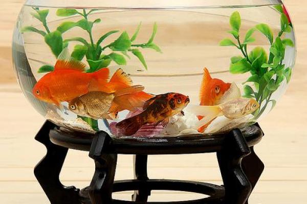 风水大师亲荐，招财鱼缸，生态美学与财运双赢