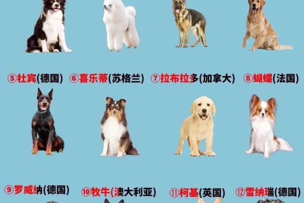 生动可爱的狗宝宝名字精选