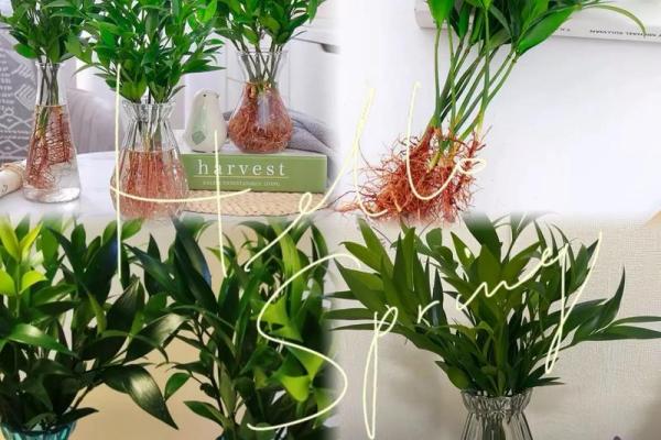 风水宝盆，客厅绿植新宠，家居风水大提升