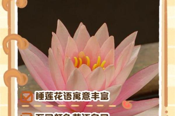 睡莲风水宝典：爱情甜蜜，家庭幸福