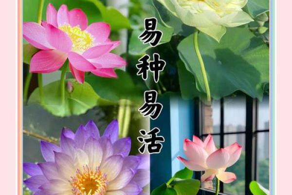 睡莲风水宝典：爱情甜蜜，家庭幸福