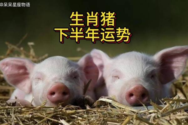属猪运势如何走