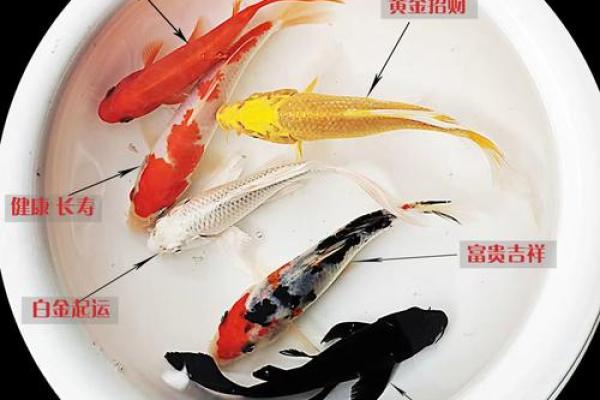 风水大师亲授！锦鲤图片，让你财运亨通！