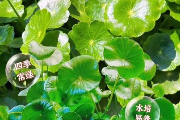 绿意盎然，这些风水植物让你好运连连
