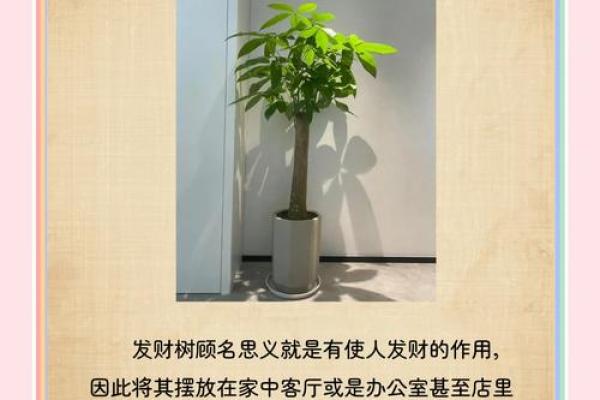 家居风水秘籍：打造财运亨通、福运满门的家居摆设秘法