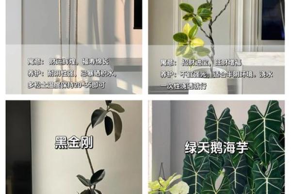 客厅与阳台风水布局，让你的家财运亨通、健康平安