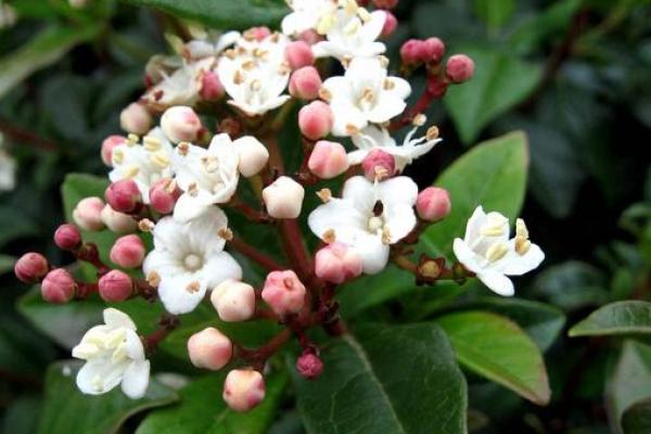 卧室摆放芹菜花风水佳