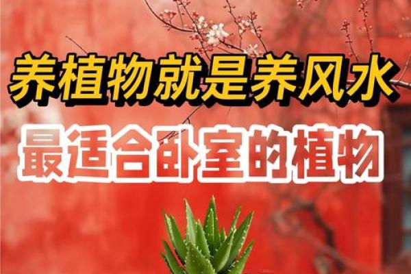 卧室风水植物宝典：养这些植物，财运旺、事业兴、健康佳
