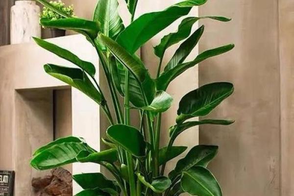 卧室风水植物宝典：养这些植物，财运旺、事业兴、健康佳