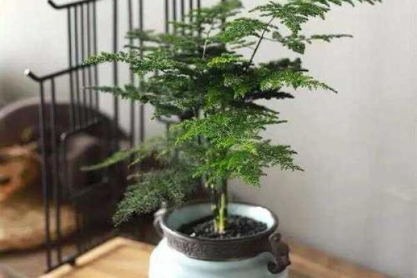 云竹摆设：家居风水中的绿意盎然风水秘宝