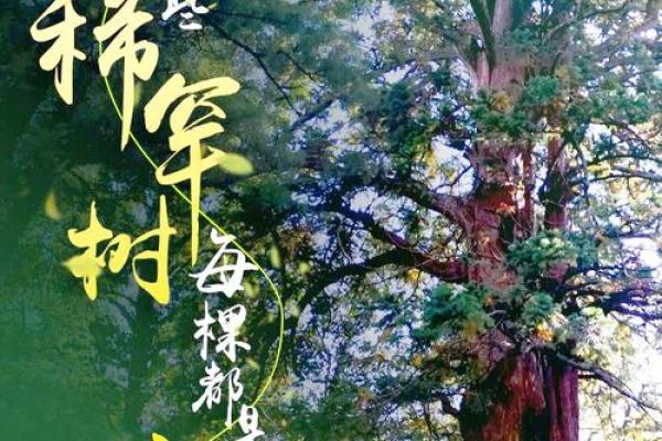 让人陶醉的好听树名，给自然增添诗意