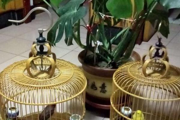 鸟语花香办公室，养鸟风水布局让你事业更上一层楼！