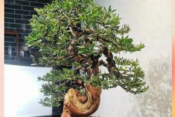 家居风水禁忌：这些树木不宜种在阳宅周围