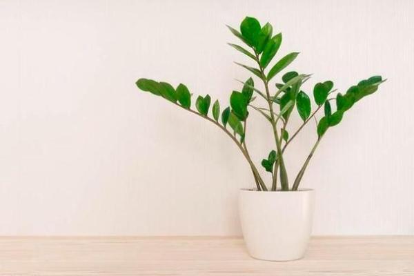 插花也能招财？跟着这样做，财运亨通！