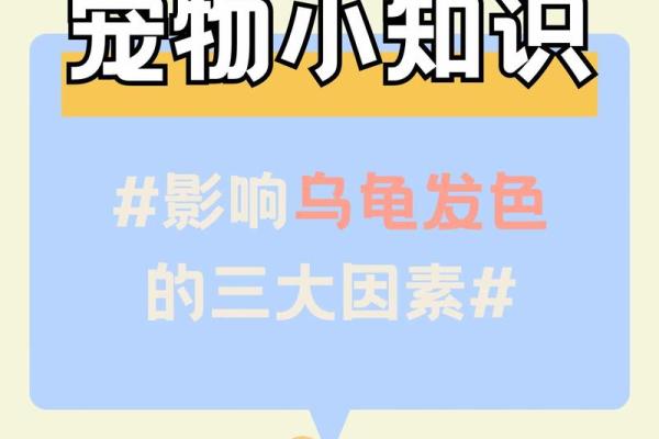 如何通过家养乌龟改善家庭运势