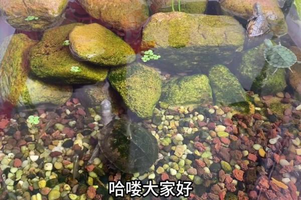 如何通过家养乌龟改善家庭运势