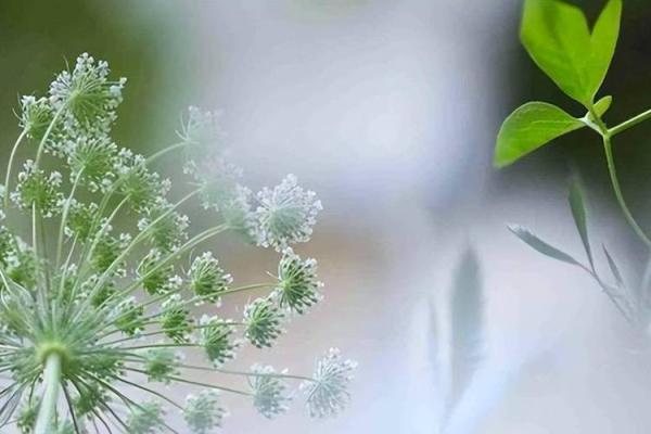 爱情风水花，让爱情绽放光芒