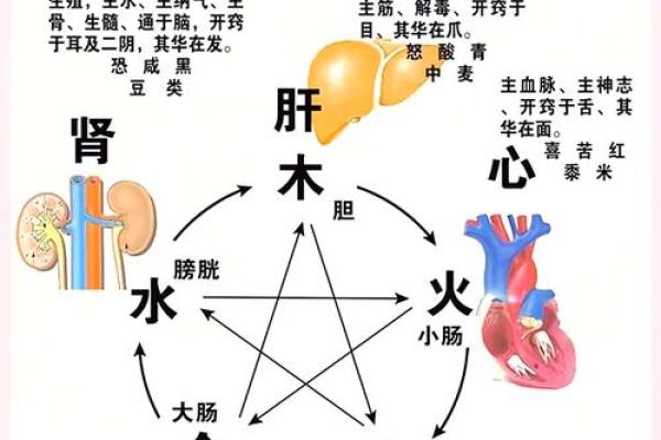 五行理论与五脏的关联