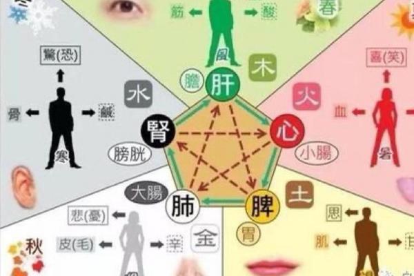 五行理论与五脏的关联