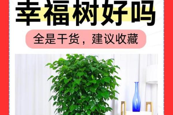 家庭风水学入门：如何打造一个好运的家