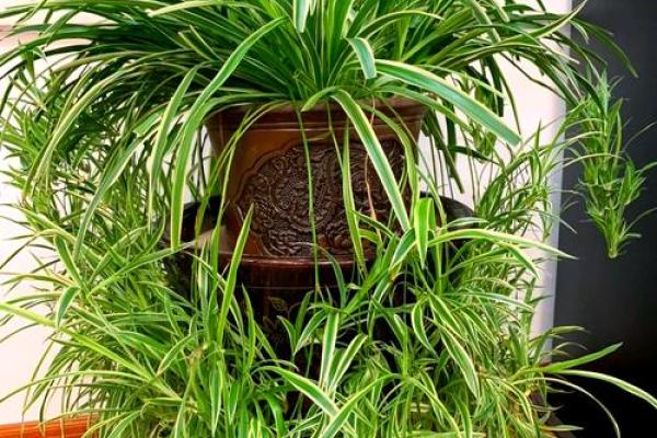 卧室吊兰风水禁忌图片大全，揭秘家居绿植布局禁忌