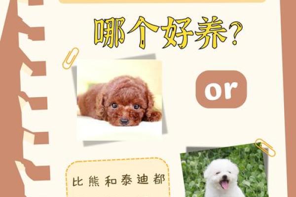 时尚宠名揭秘：母比熊名字的洋气风尿