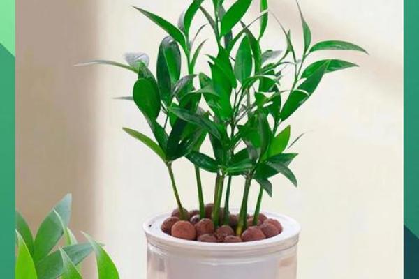柏木元素在家居风水中的神奇作用，你了解多少？
