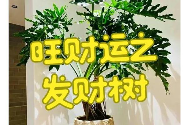 家居风水秘籍：瞬间提升运势的摆设神技