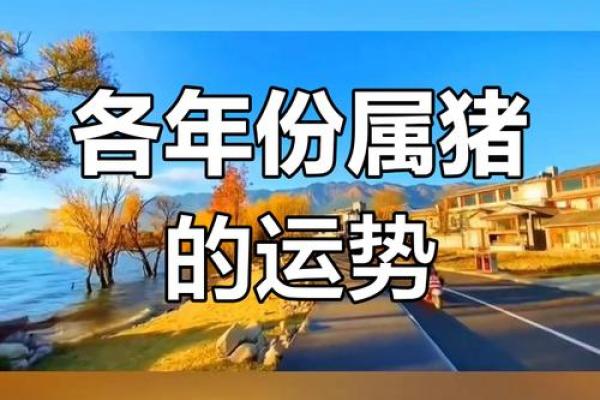 今日猪运势如何？来看看吧