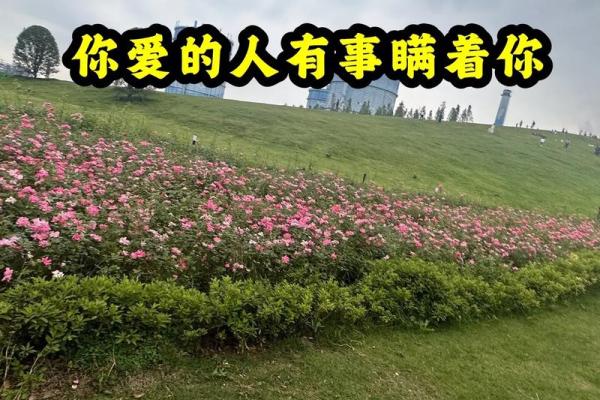 解密属龙人的幸运与挑战