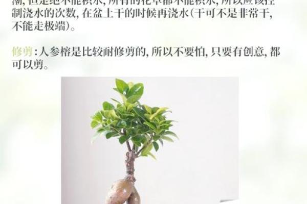 家居风水植物摆放，打造旺家好风水秘籍