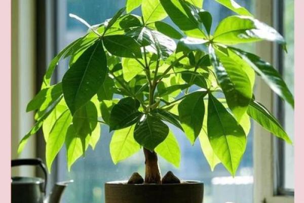 家居风水植物摆放，打造旺家好风水秘籍
