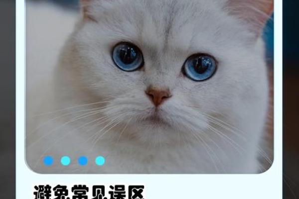 喵星男宝：盘点超萌男猫名字大盘点